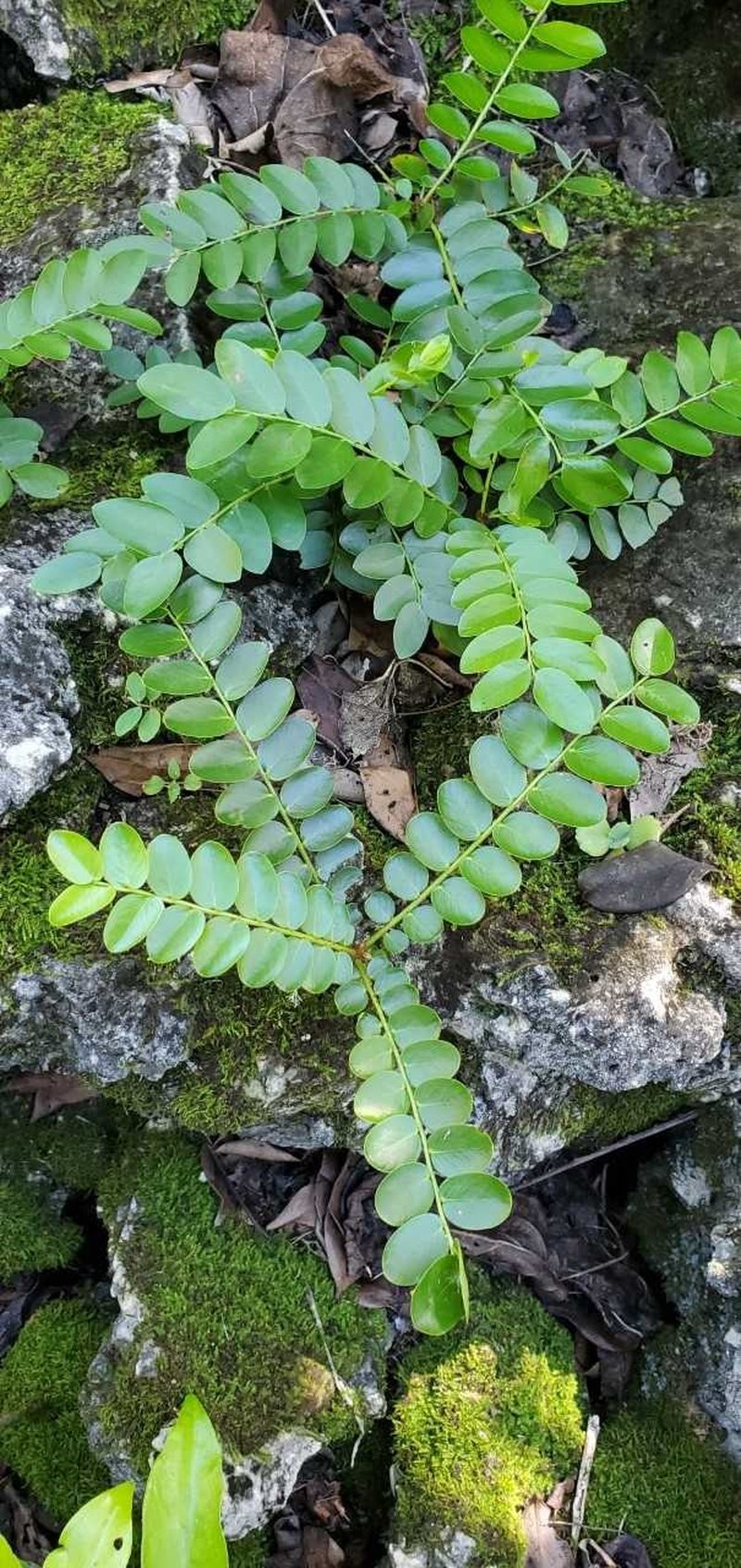 Phyllanthus marianus