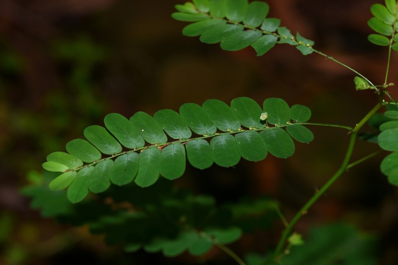 Phyllanthus niruri subsp. lathyroides