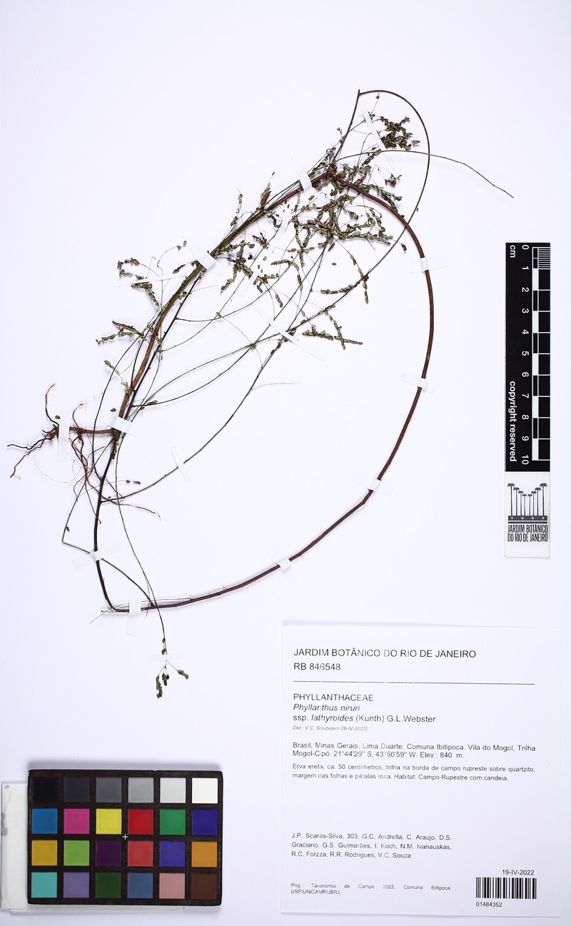Phyllanthus niruri subsp. lathyroides photo 2