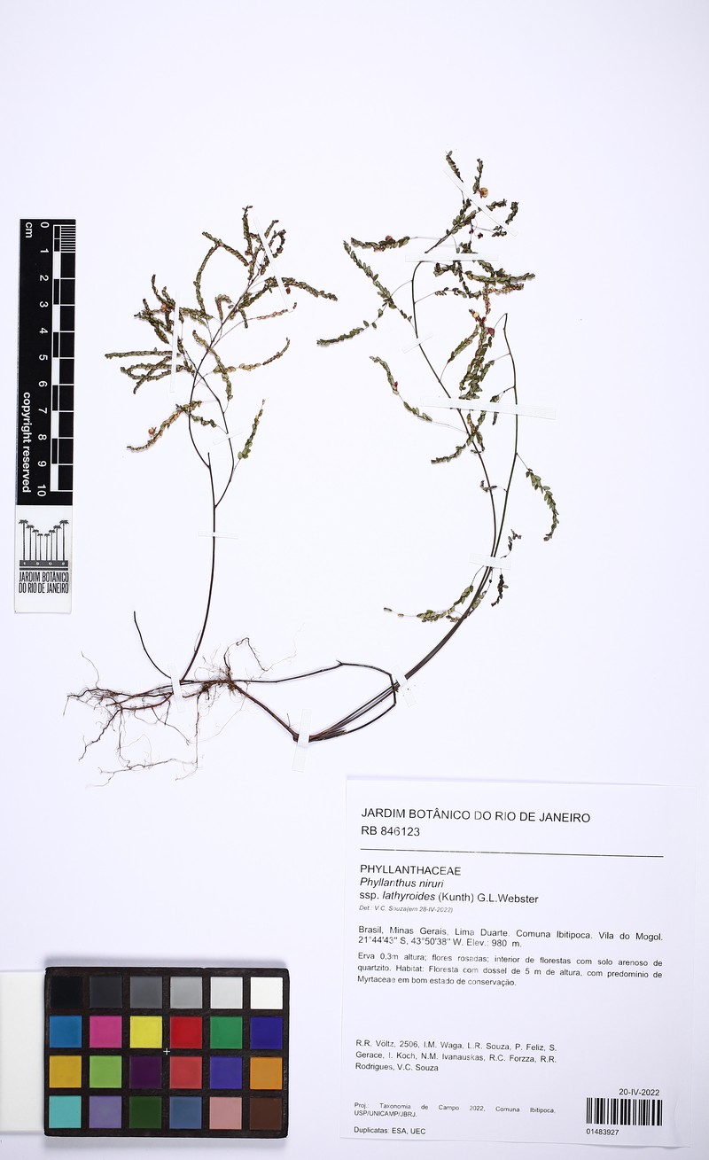 Phyllanthus niruri subsp. lathyroides photo 3