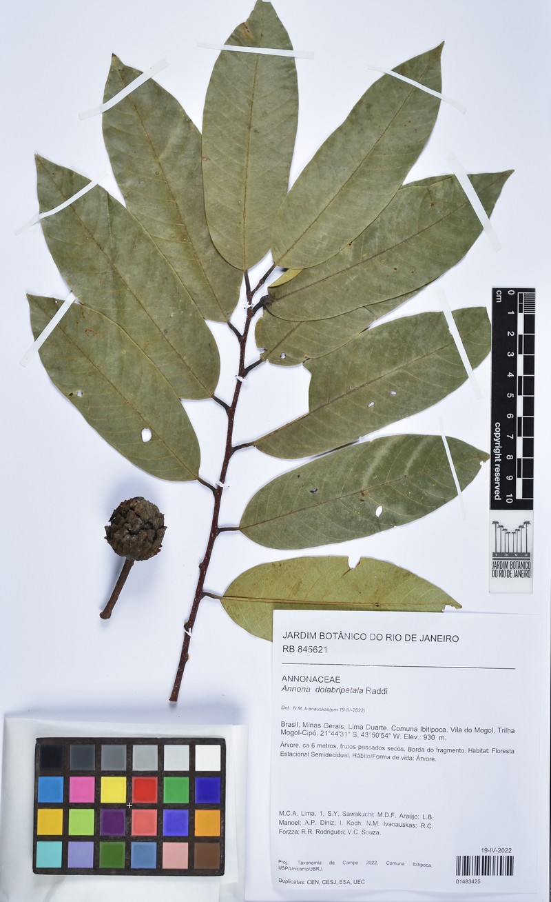 Phyllanthus niruri subsp. lathyroides photo 4