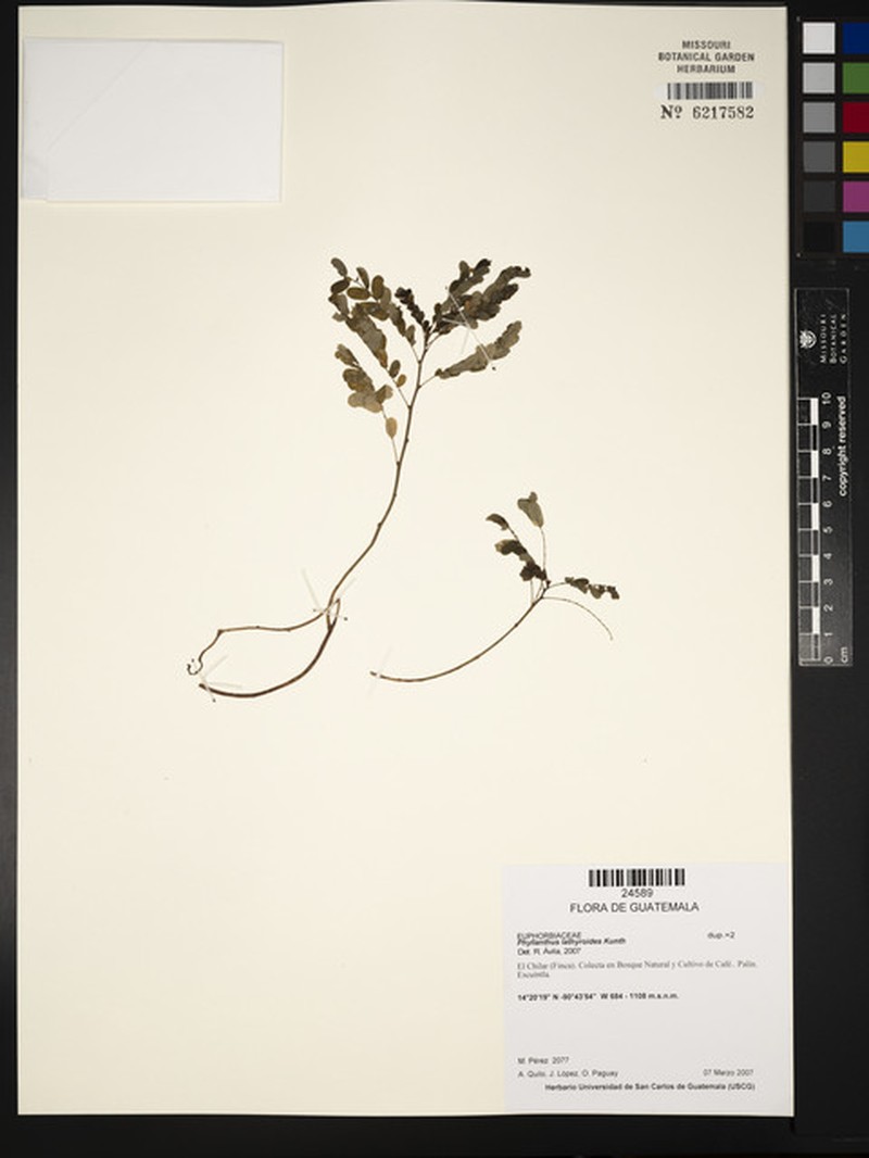 Phyllanthus niruri subsp. lathyroides photo 5