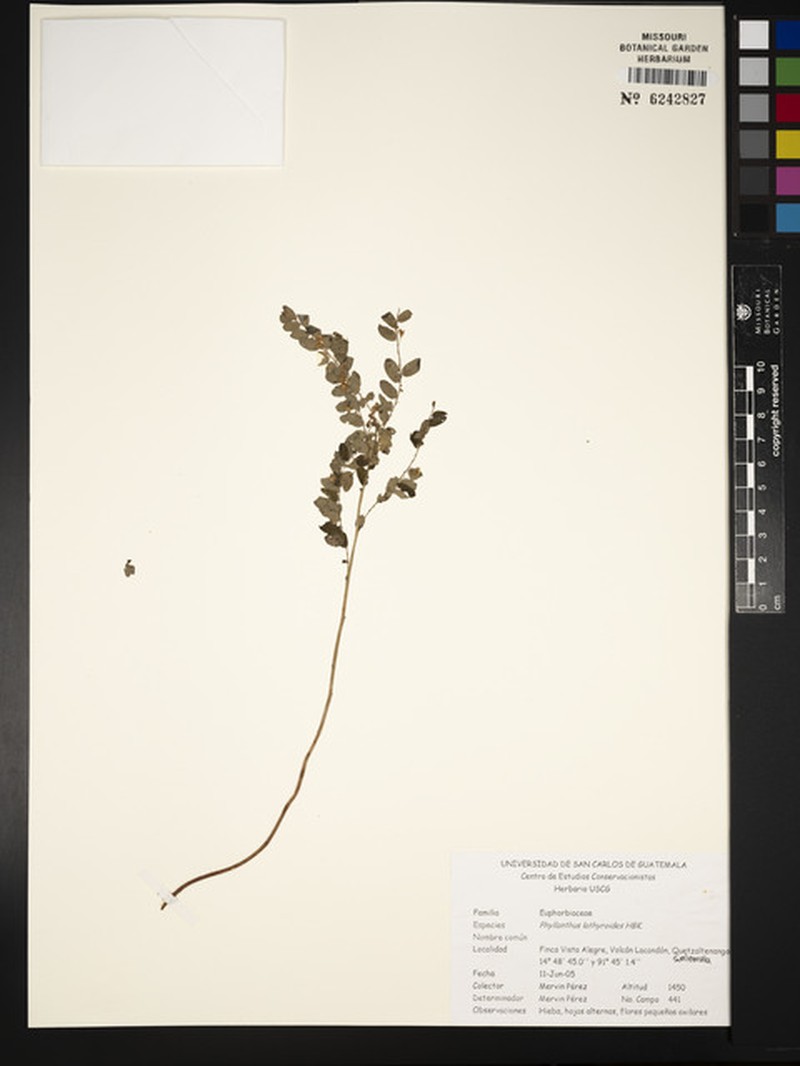 Phyllanthus niruri subsp. lathyroides photo 6