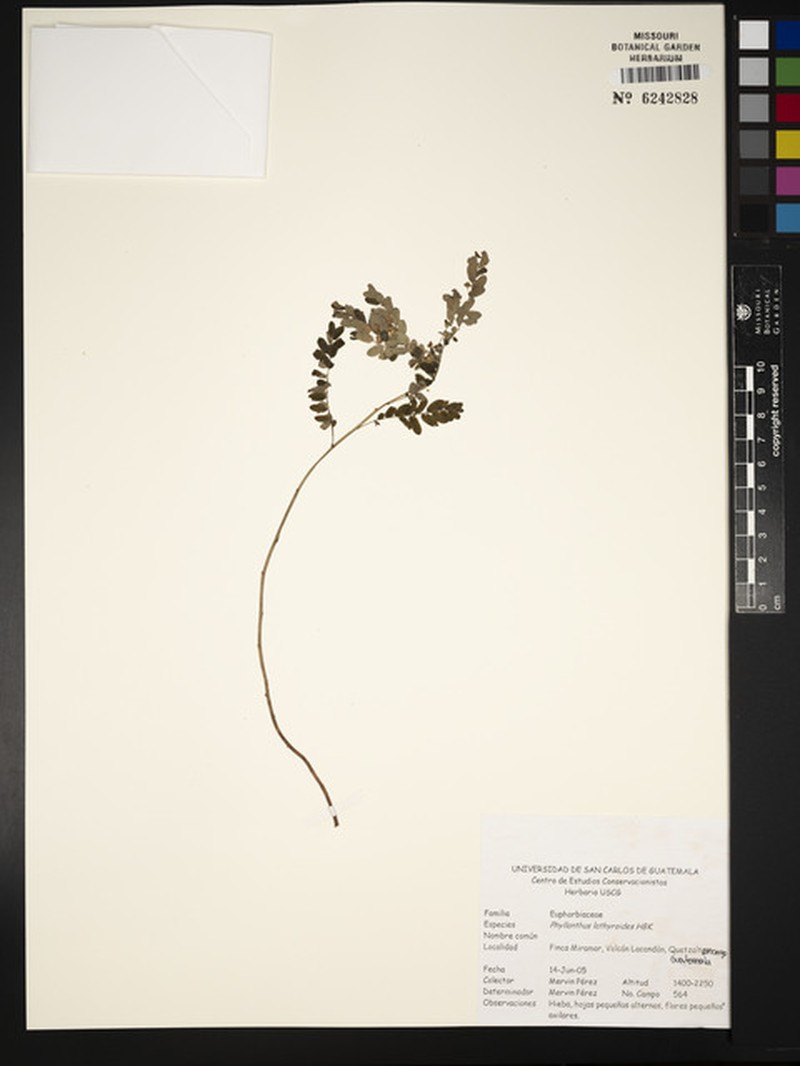 Phyllanthus niruri subsp. lathyroides photo 7