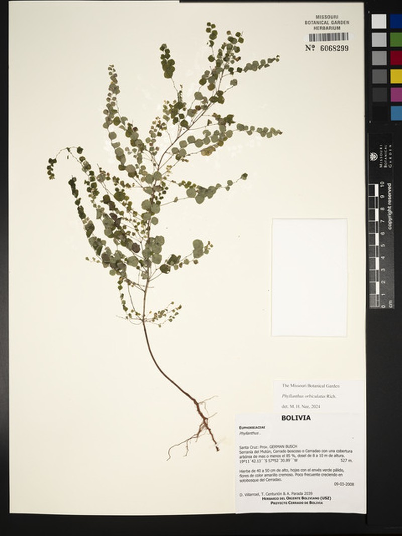 Wedge Leaf-Flower
