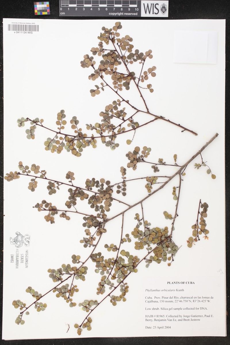 Wedge Leaf-Flower photo 2