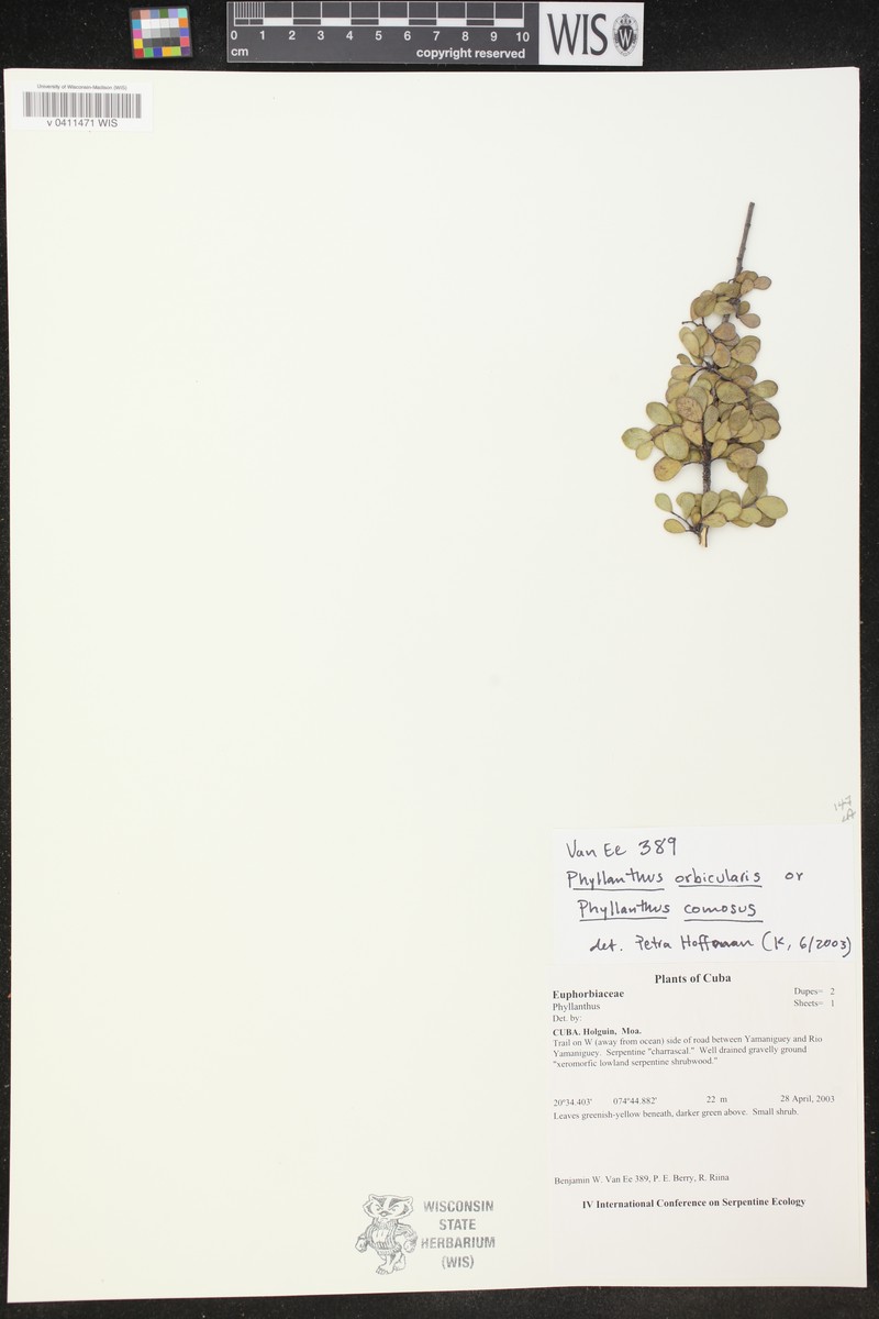 Wedge Leaf-Flower photo 3