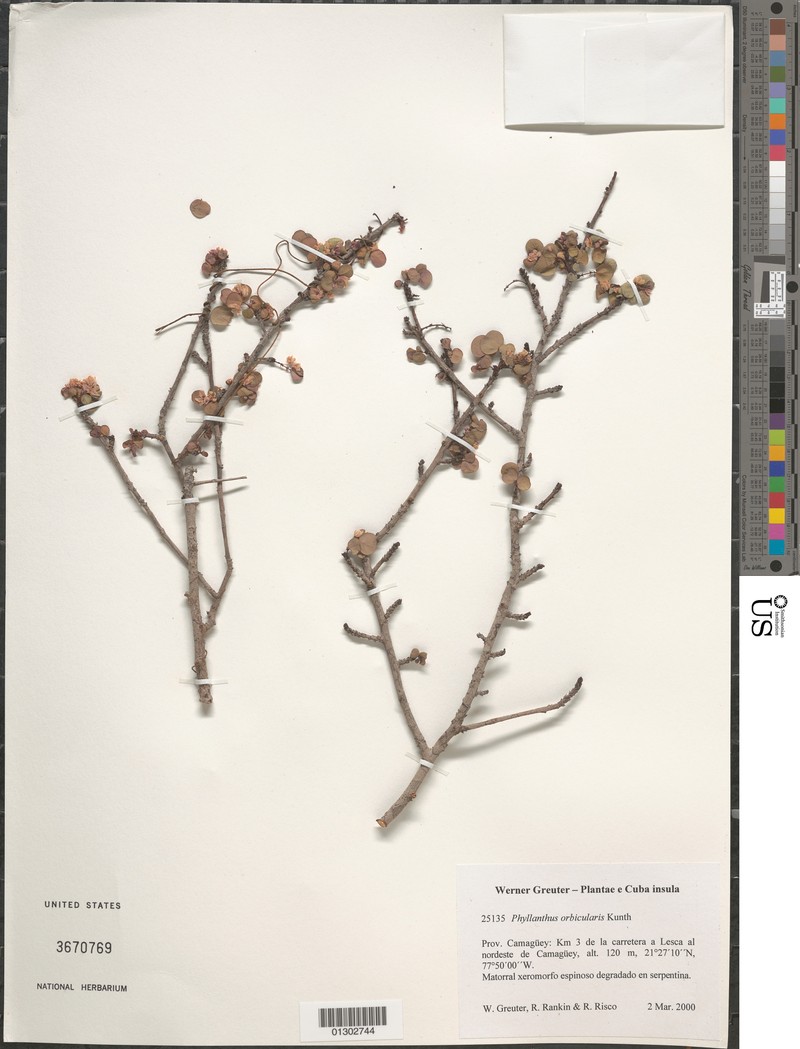 Wedge Leaf-Flower photo 4