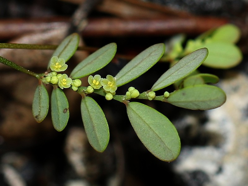 Fivepetal Leaf-Flower photo 2