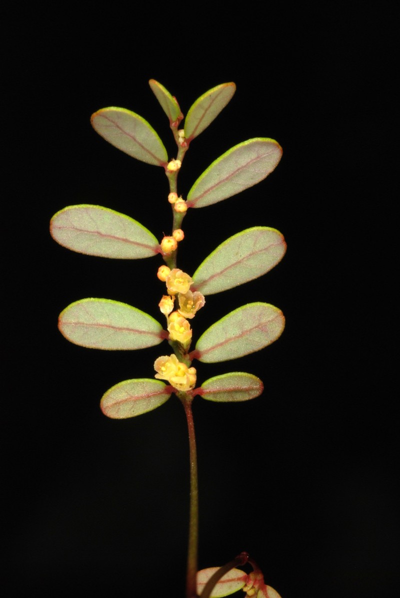 Fivepetal Leaf-Flower photo 4