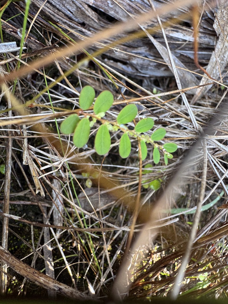 Phyllanthus pentaphyllus subsp. pentaphyllus