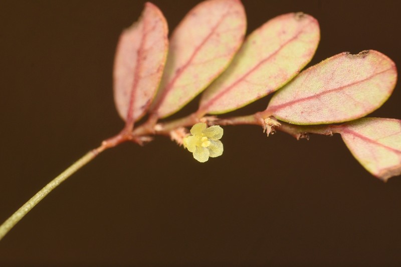 Phyllanthus pentaphyllus subsp. pentaphyllus photo 3