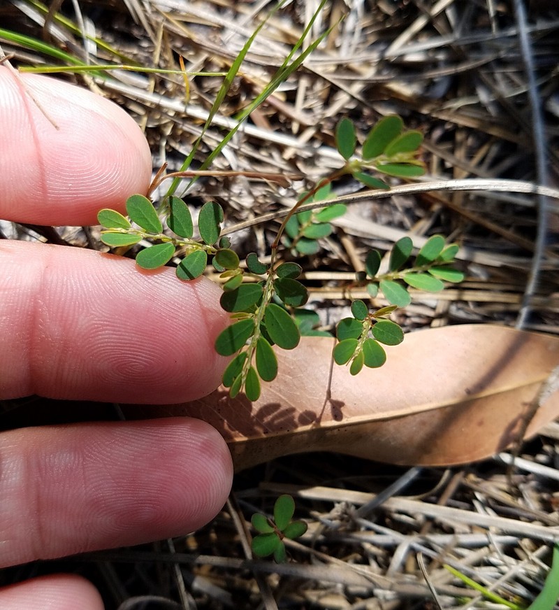 Phyllanthus pentaphyllus subsp. pentaphyllus photo 4