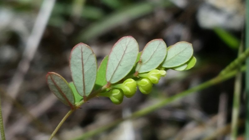 Phyllanthus pentaphyllus subsp. pentaphyllus photo 5