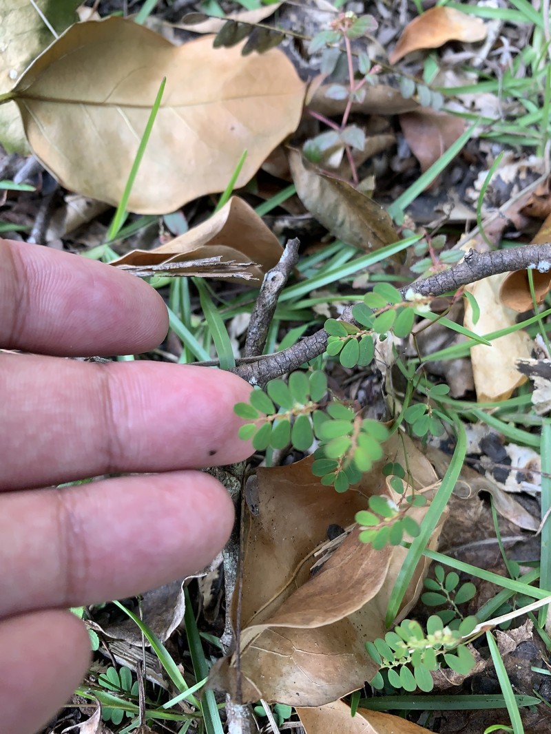 Phyllanthus pentaphyllus subsp. pentaphyllus photo 6