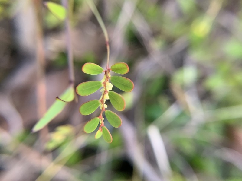 Phyllanthus pentaphyllus subsp. pentaphyllus photo 7