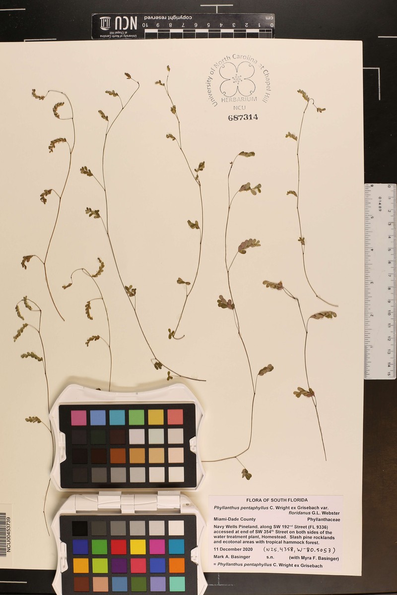 Phyllanthus pentaphyllus subsp. pentaphyllus photo 8