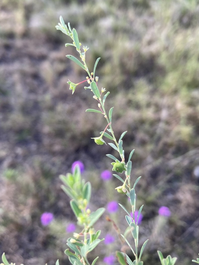 Smartweed Leaf-Flower photo 2