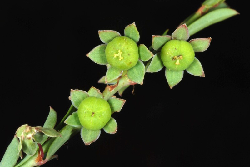 Smartweed Leaf-Flower photo 5