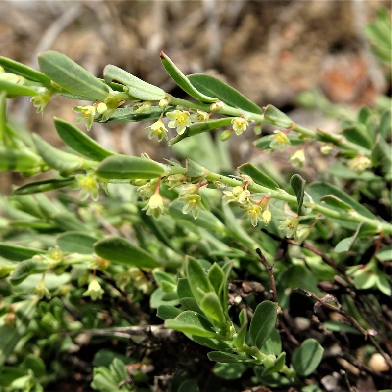 Smartweed Leaf-Flower photo 7