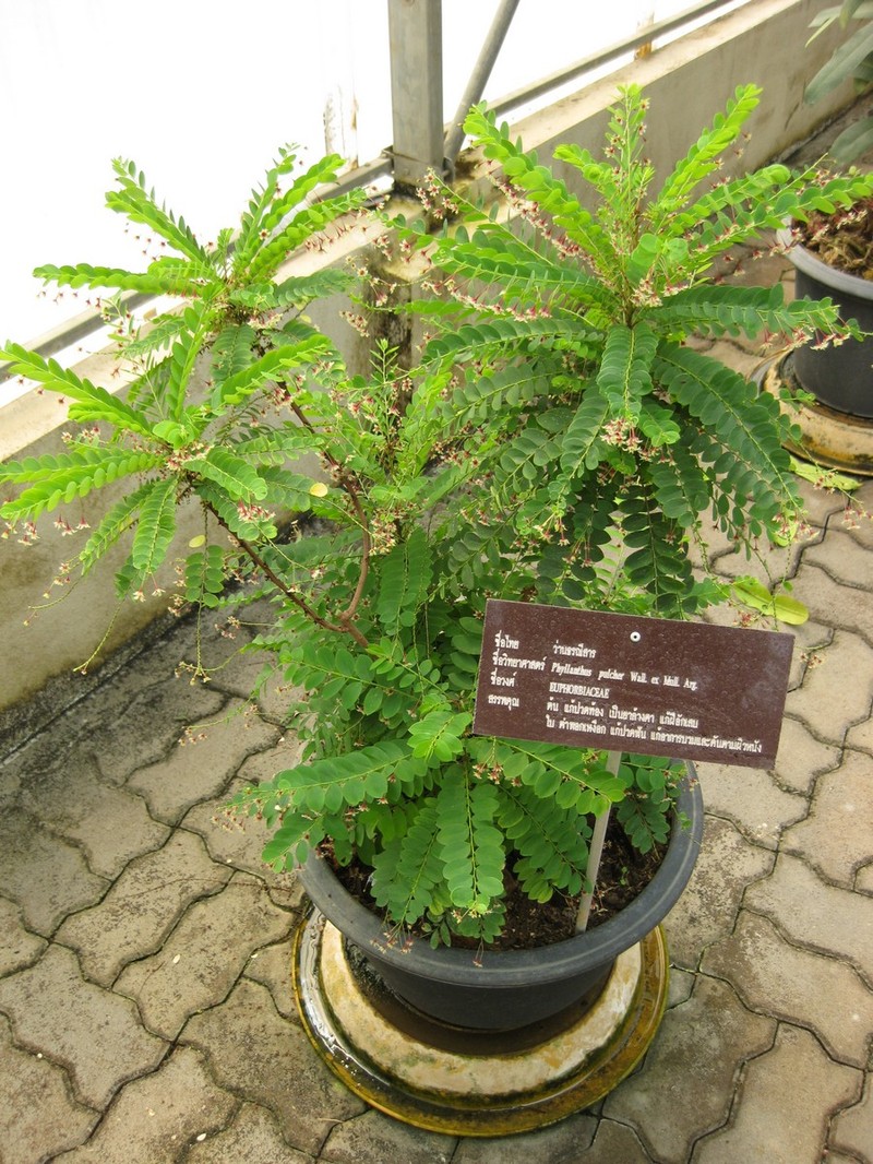 Tropical Leaf-Flower photo 5