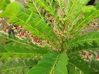 Tropical Leaf-Flower