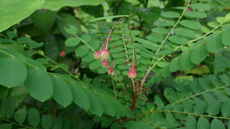 Tropical Leaf-Flower photo 6