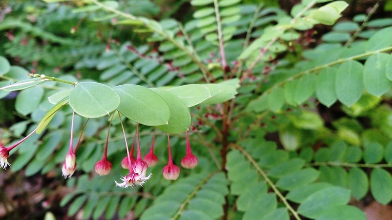 Tropical Leaf-Flower photo 2