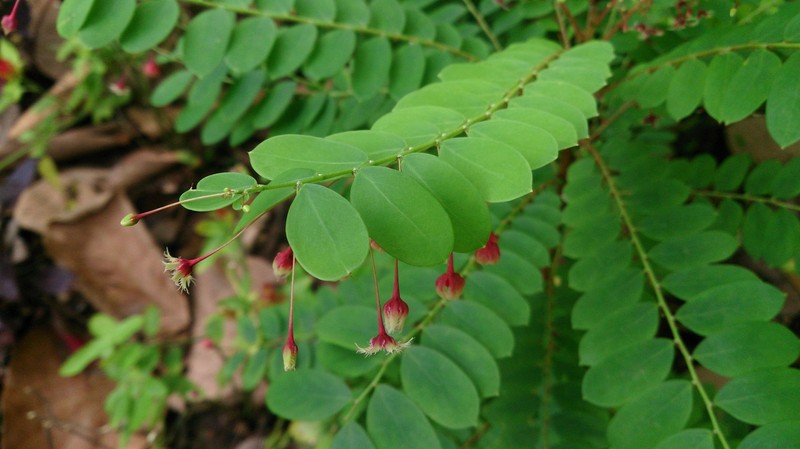 Tropical Leaf-Flower photo 3