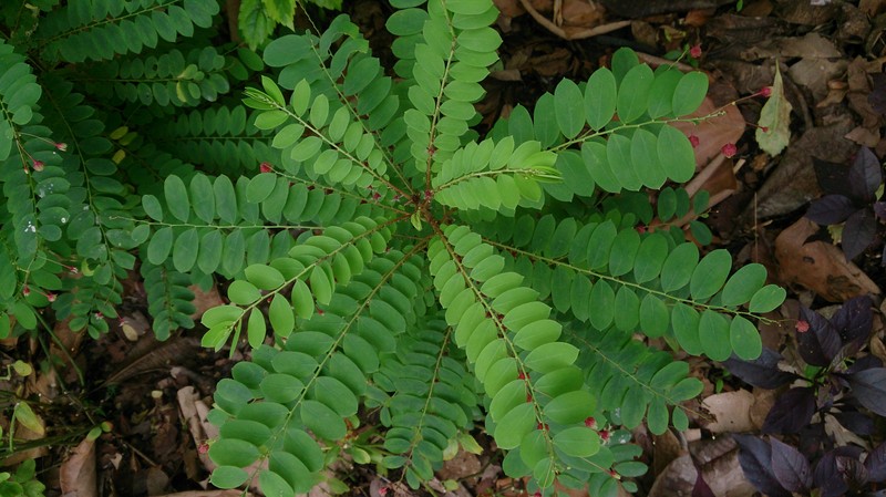 Tropical Leaf-Flower photo 4