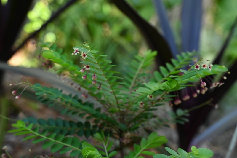 Tropical Leaf-Flower photo 7