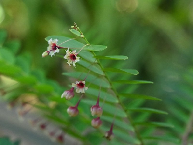 Tropical Leaf-Flower photo 8