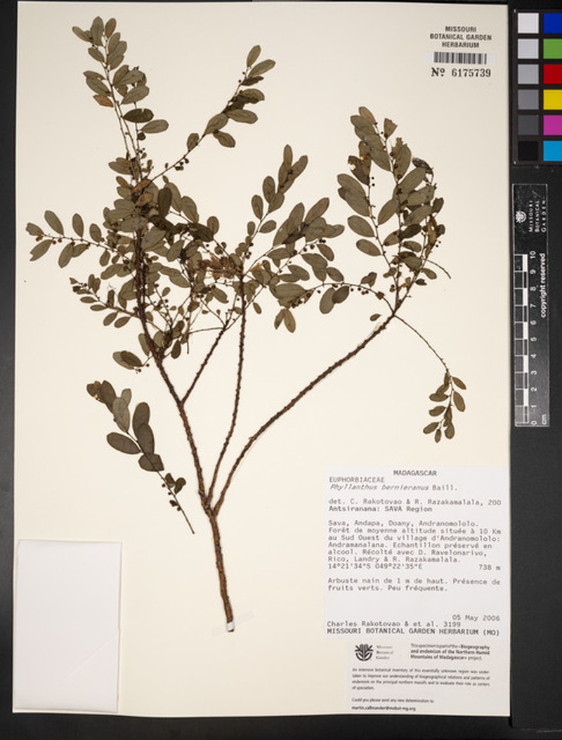 Phyllanthus razakamalalae