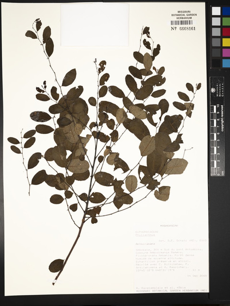 Phyllanthus razakamalalae photo 2
