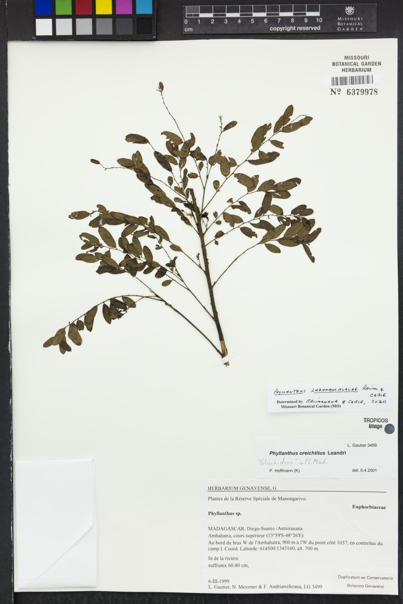 Phyllanthus razakamalalae photo 3
