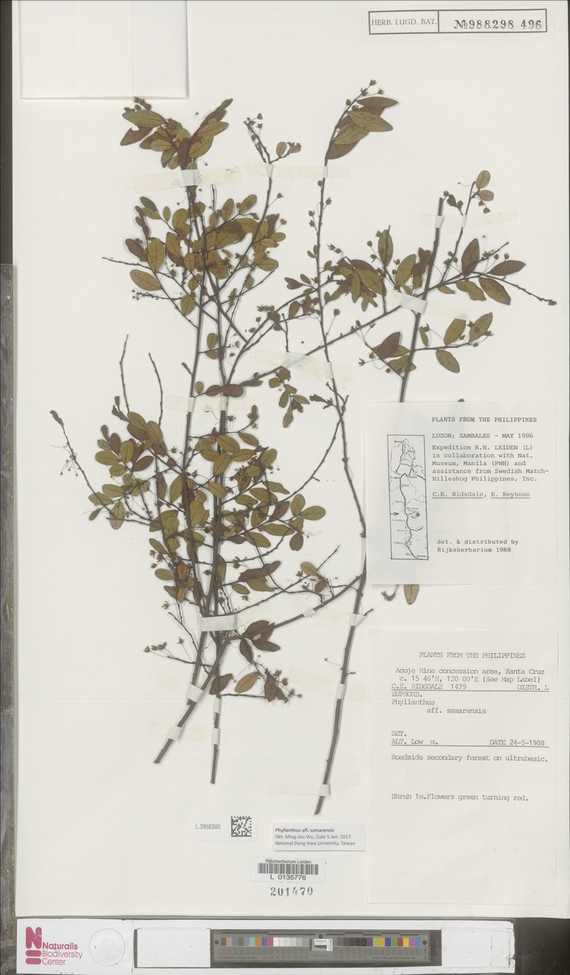 Phyllanthus ridsdalei