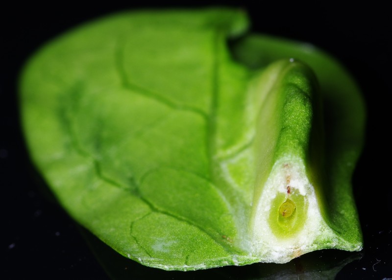 Phyllanthus sieboldianus