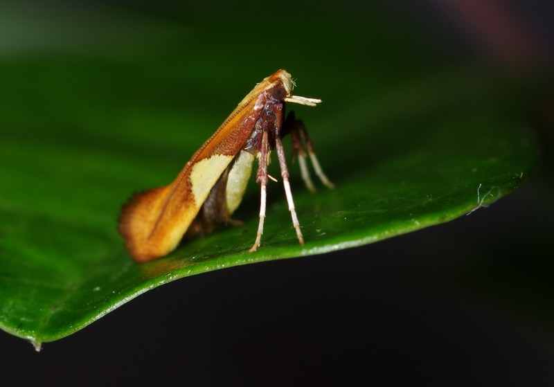 Phyllanthus sieboldianus photo 2