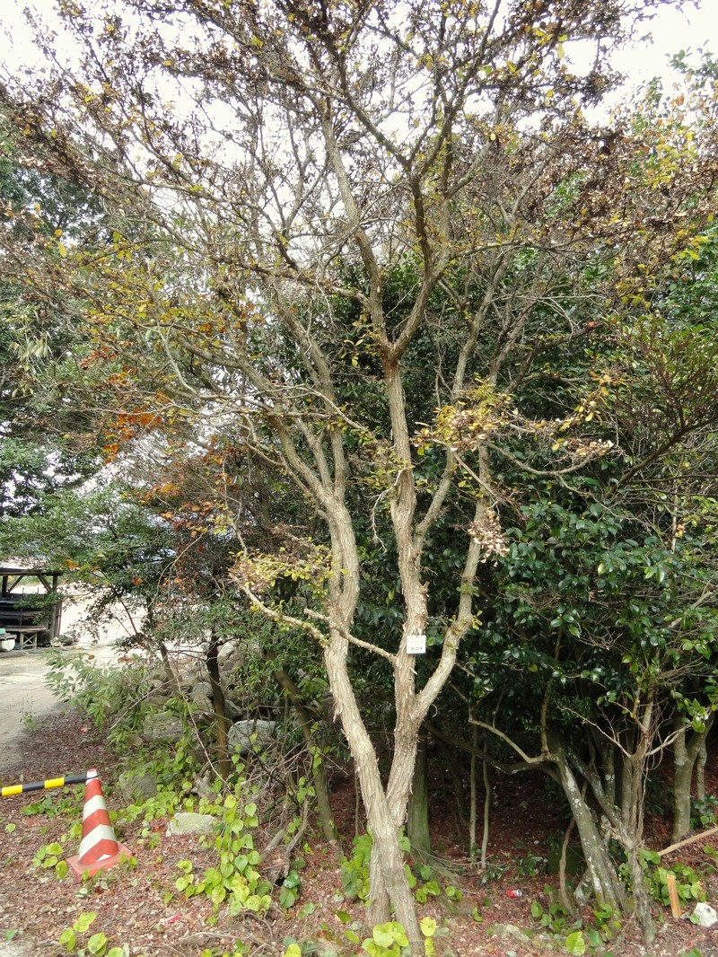 Phyllanthus sieboldianus photo 4