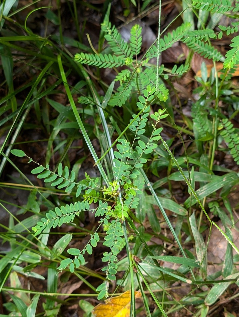 Stipulate Leaf-Flower photo 2