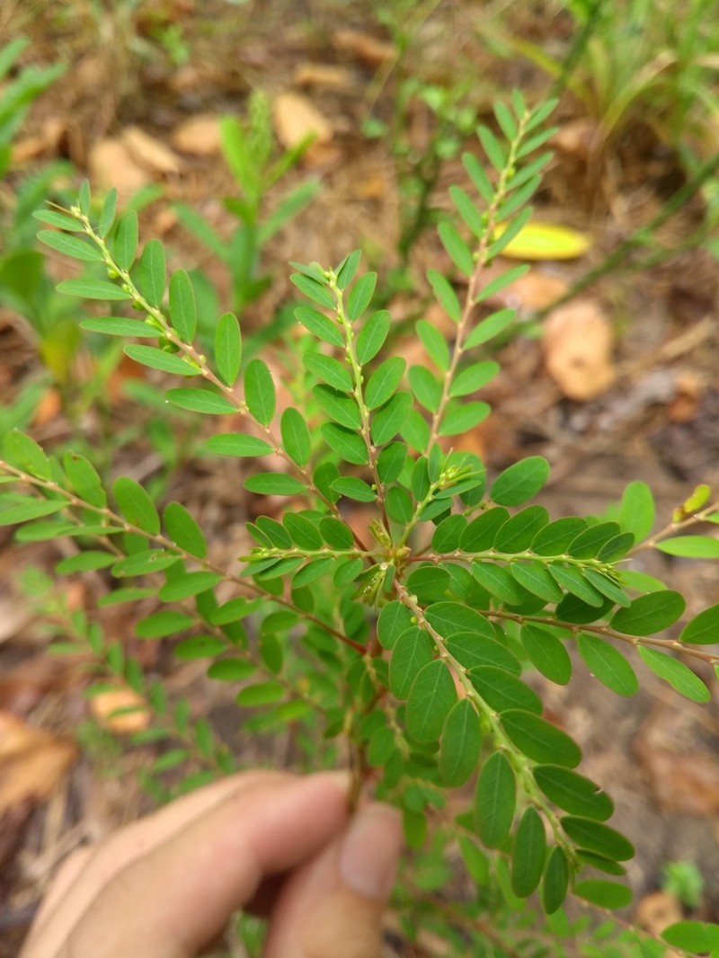 Stipulate Leaf-Flower photo 3