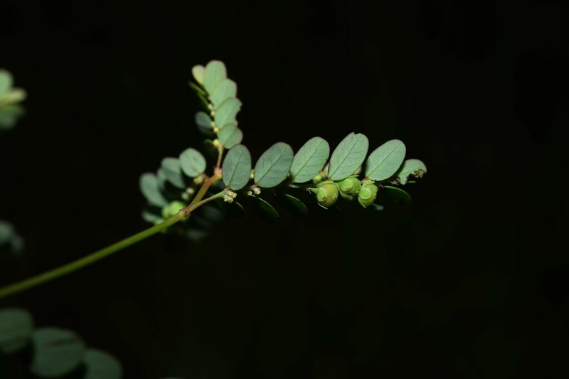 Stipulate Leaf-Flower photo 4