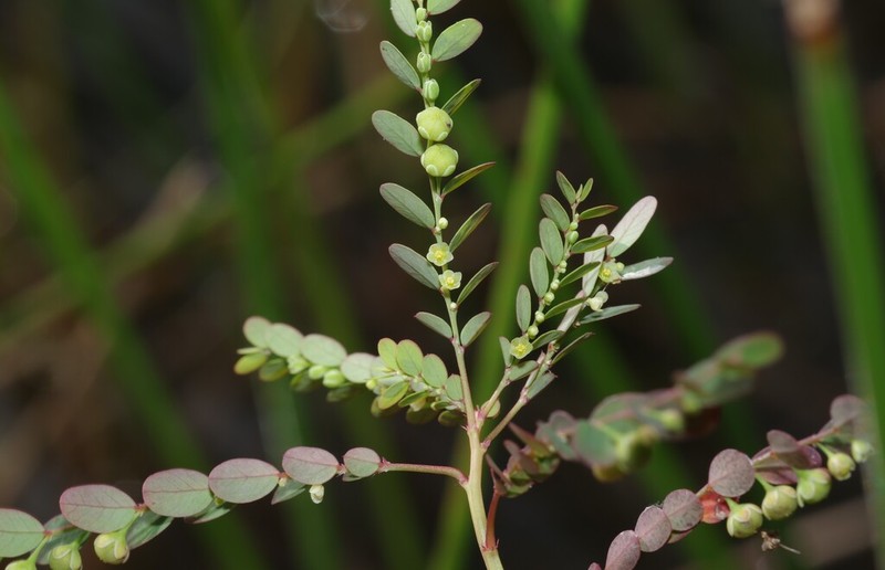 Stipulate Leaf-Flower photo 5