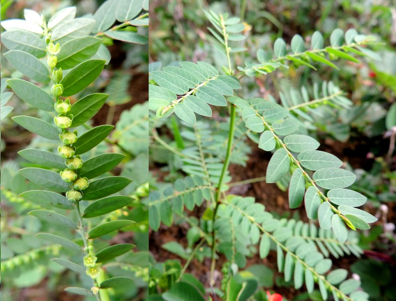 Stipulate Leaf-Flower photo 7