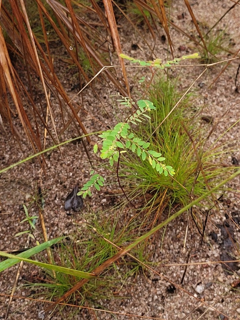 Stipulate Leaf-Flower photo 8