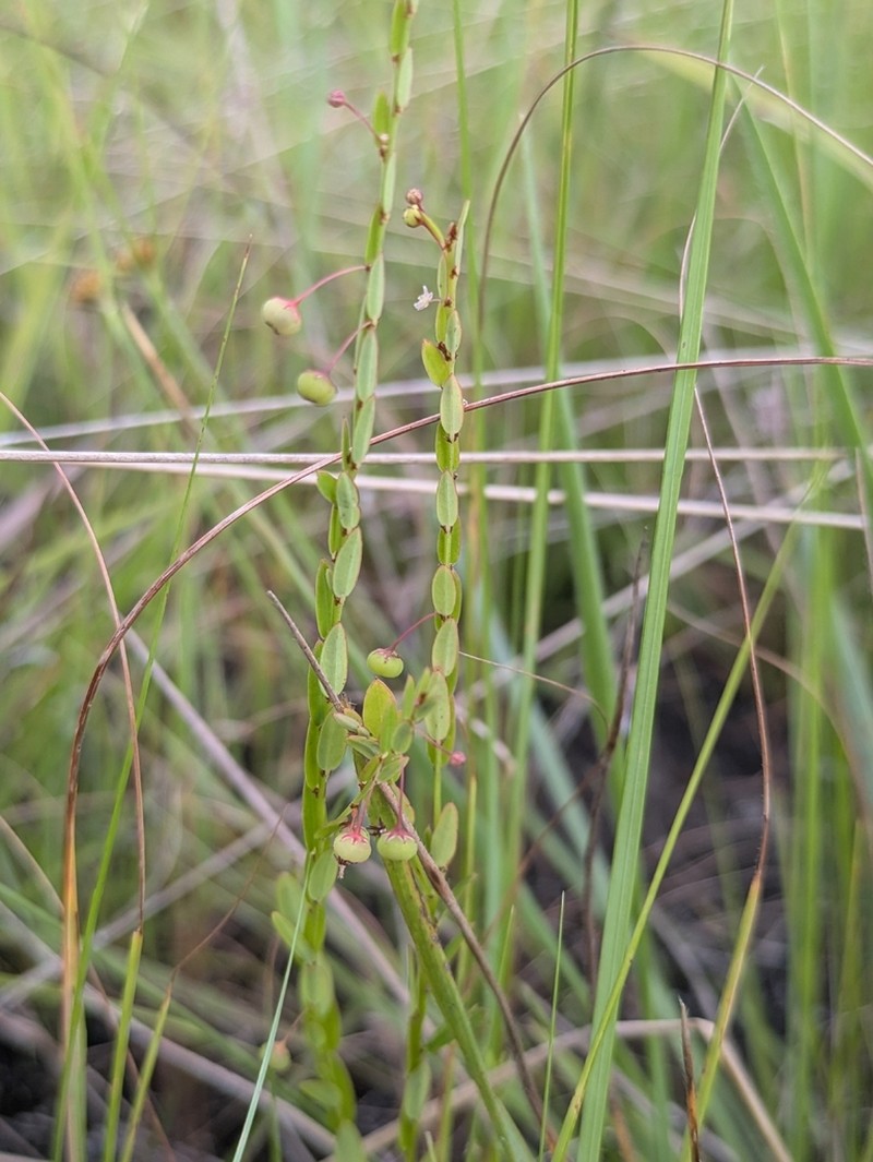 Phyllanthus tararae photo 2