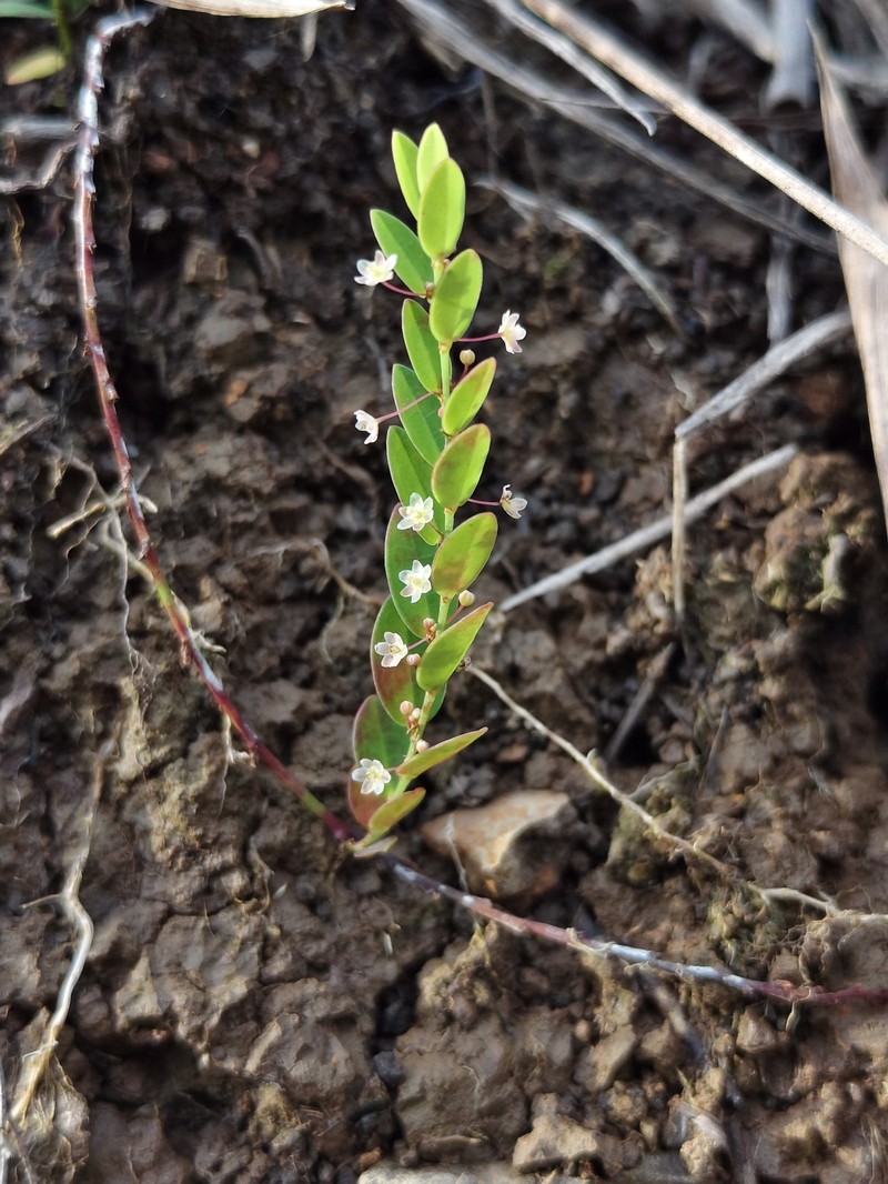 Phyllanthus tararae photo 4