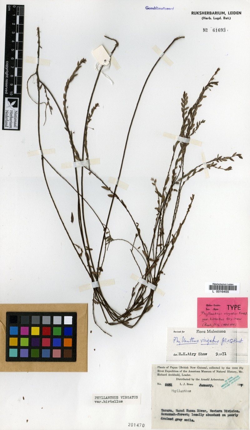 Phyllanthus tararae photo 5