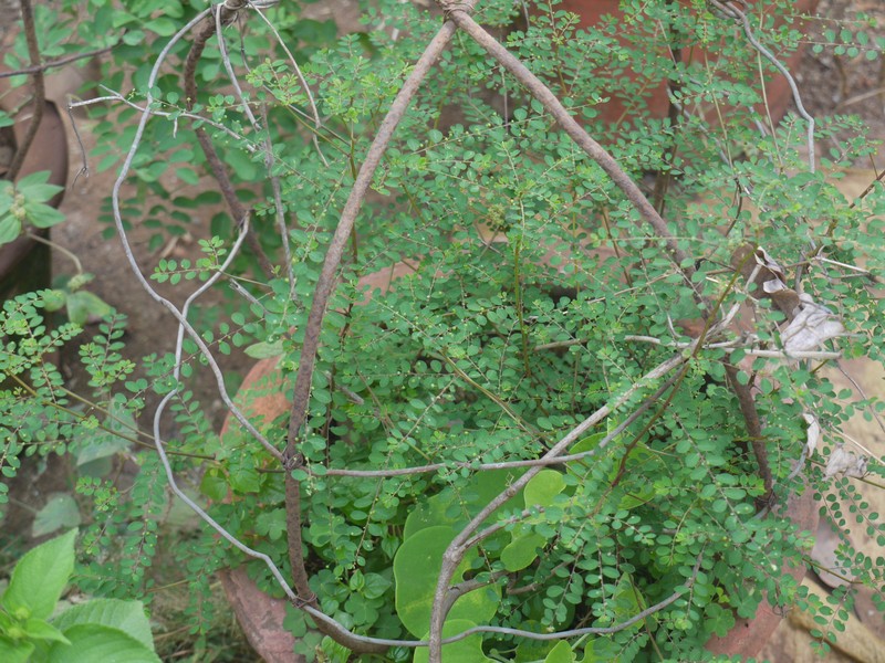 Mascarene Island Leaf-Flower photo 2