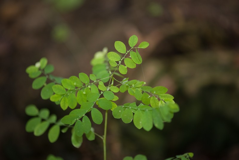 Mascarene Island Leaf-Flower